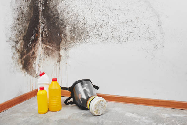 Best Same-Day Mold Removal  in Cameron Park, TX