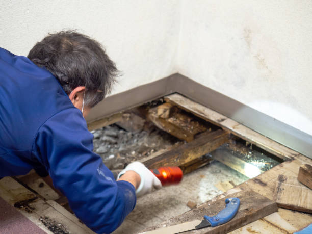 Best Certified Mold Removal  in Cameron Park, TX
