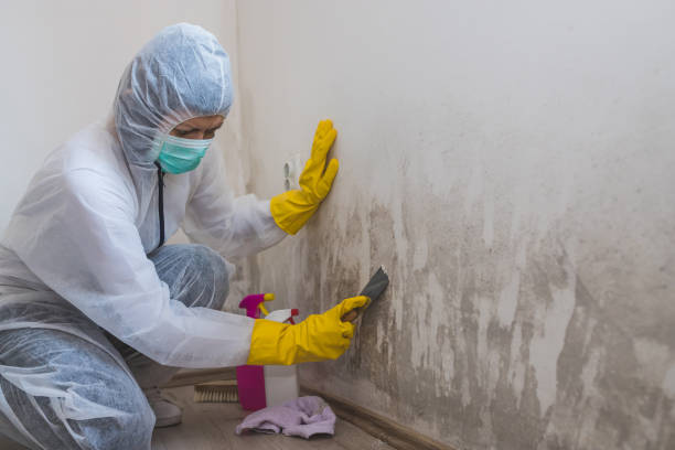 Best Attic Mold Removal  in Cameron Park, TX