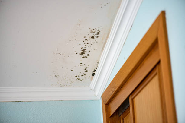 Best Best Mold Removal Companies  in Cameron Park, TX