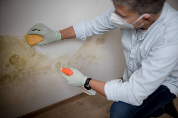Best Commercial Mold Removal  in Cameron Park, TX