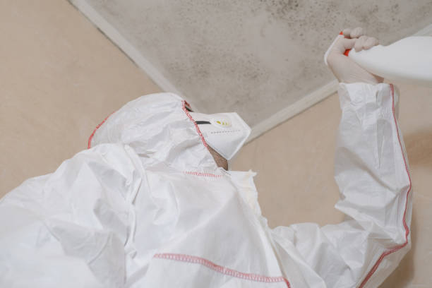 Mold Removal Process in Cameron Park, TX
