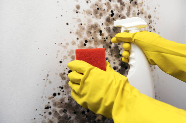 Best Crawl Space Mold Removal  in Cameron Park, TX