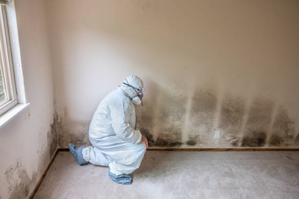 Best Local Mold Removal Service  in Cameron Park, TX