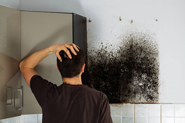 Best Office Mold Removal Services  in Cameron Park, TX