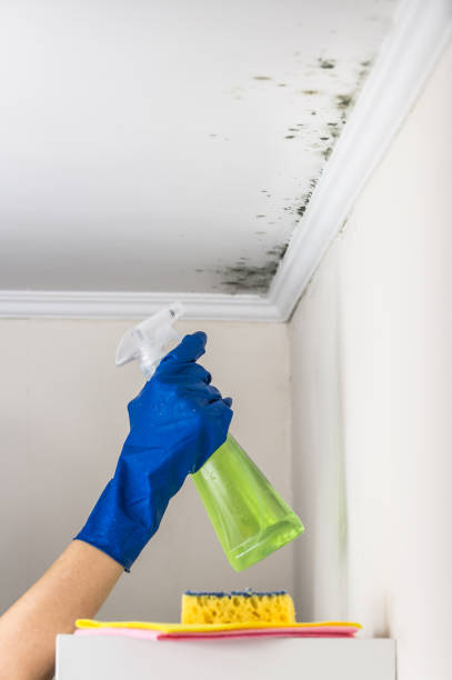 Best Black Mold Removal  in Cameron Park, TX