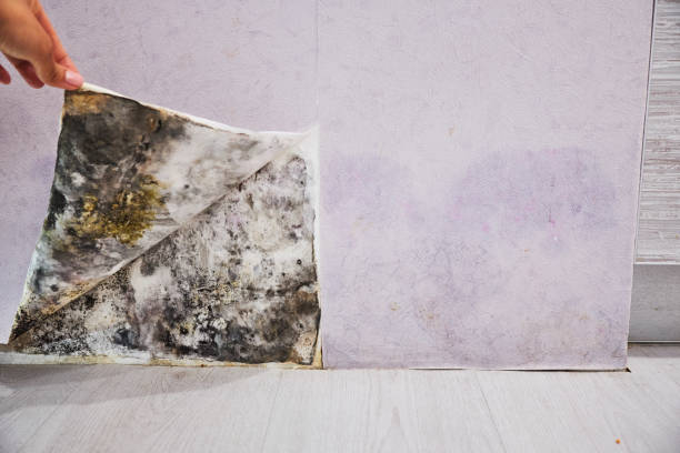 Cameron Park, TX Mold Removal Company